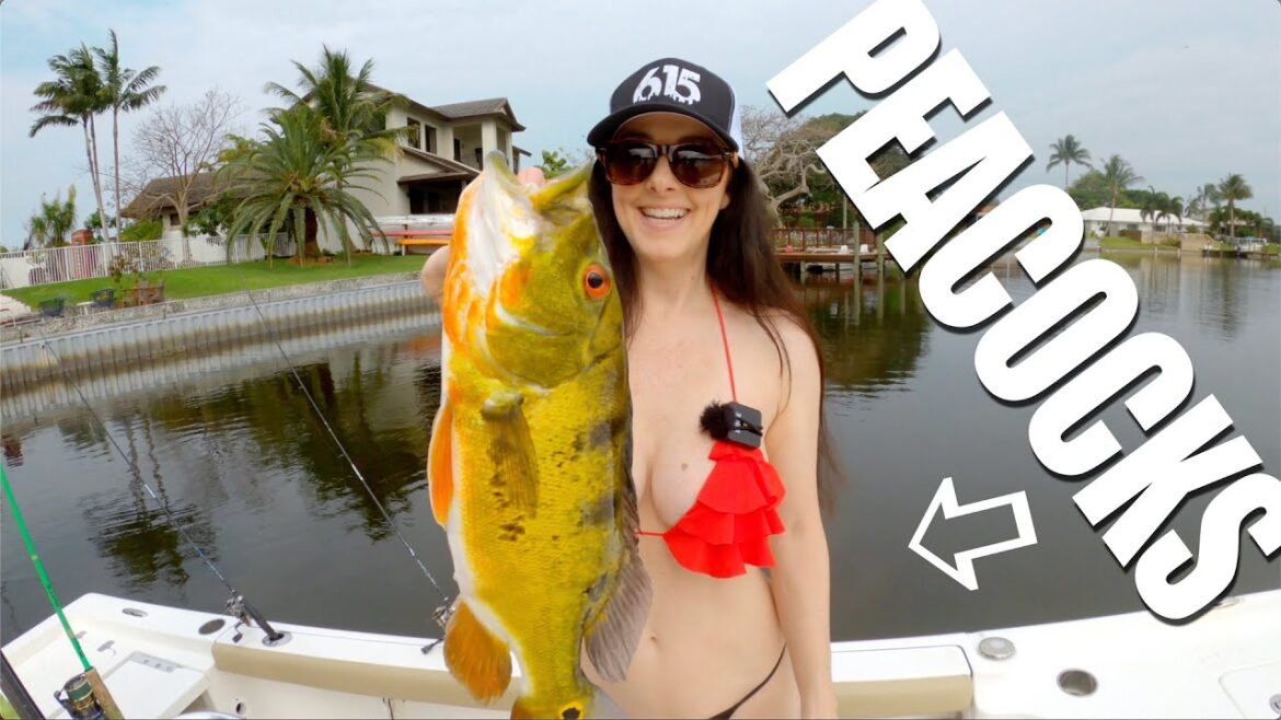 Bikini Fishing for PEACOCK BASS, Clownknife, & Largemouth